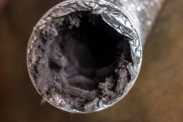 Best Air Duct Mold Removal  in Taylorvle, IL